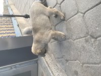 Hakiki Kangal Yavruları