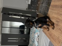 3 dişi harika doberman