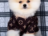 Pomeranian Boo