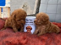 Kore poodle yavrularımız