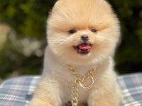 Safkan Pomeranian Boo Bebekler