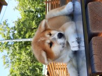 JAPON AKİTA INU YAVRULARİ İSTANBUL 