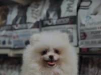 Pomeranian boo dişi 3 aylık