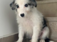 Border Collie Yavrularımız