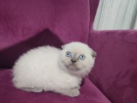 50 günlük scottish fold ve scottish straight yavrular