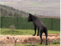 CANE CORSO KÖPEĞİMİZ HERKÜLE EŞ ARIYORUZ