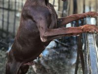Doberman red yavruları