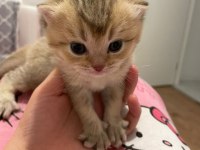 45 günlük dişi scottish fold yavrum