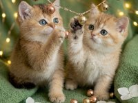 Golden british shorthair