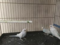 Muhabbet kuşlar komple her şey dahil verilecektir