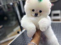 4 aylık üst düzey pomeranian boo yavrularım