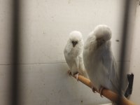 Jumbo ve Jumbo kırığı muhabbet kuşu yavrular
