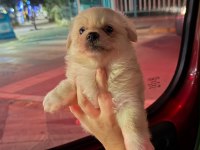 Pomeranian Spitz