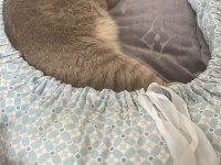 Uysal çok tatlı scottish fold