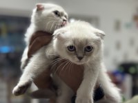 Ankaranın en seçkin scottish fold yavruları
