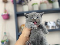 Top kafa panda surat british shorthair bebekler