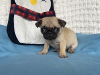 Yavru dişi erkek pug mops