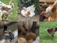 Brahma horozlarım sahiplendirilecek
