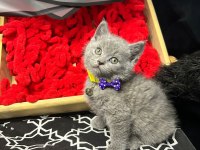 British Shorthair Yavrumuz