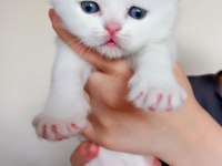45 günlük british shorthair yavrular