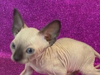 sphynx sfenks tüysüz dişi erkek yavruları
