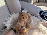 Kg Garantili Maltipoo