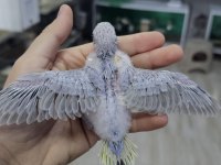 SEZONUN SON MUHABBET BEBEKLERİ AÇIKLAMAYI OKUYUN