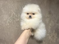 Pomeranian Yavrular Irk Garantili Rusya Girişli