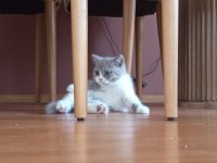 İzmir Nadir Renk British Shorthair Yavrumuz