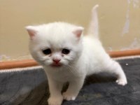 Pamuk şeker british shorthair oğlumuz