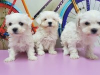 MALTESE TERRİER YAVRU KÖPEĞİMİZ