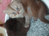 Ender Renkte British Longhair Kızımız