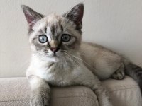 BRİTİSH KEDİMİZ LUNAYA YUVA ARIYORUZ