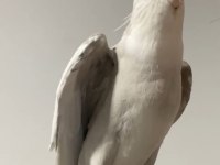 Eğitimli sultan papağanı ALBİNO WF