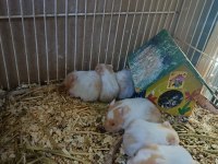 Yavru hamster sahiplendirme