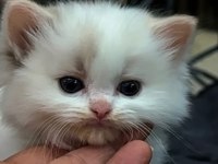 Şampiyon Anne ve Babanın Safkan Ragdoll Bebekleri