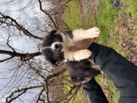 Her eve uygun border collie bebekler