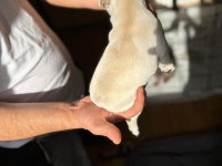 A kalite Orjinal French Bulldog Yavruları 50 Günlük