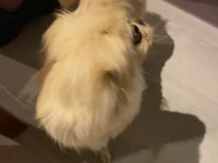 Bir yaşına yeni girecek dişi beyaz pekinez