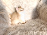 British shorthair Golden ny11 erkek