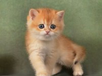 Manken gibi Golden British Shorthair 