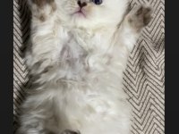 SAFKAN MAVİ GÖZ AYICIK SURAT BLUE POİNT KEDİMİZ