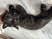 Çikolata british shorthair yavru
