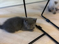 2 aylık yavru british shorthair
