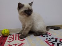 Erkek 6 aylık british shorthair kedisi