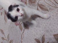 KEDİMİZİ SAHİPLENDİRMEK İSTİYORUZ ACİLL