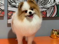 Pomeranian boo