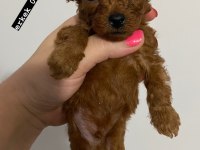 toy poodle bebekler