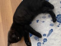 British short hair siyah kedi