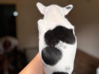 Dünya tatlısı French Bulldog kızımız